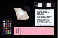 NHMW-GEO-2007z0149-0056_Ol_02.tifEodromites dobrogea (Feldmann, Lazar & Schweitzer, 2006)  (NHMW-GEO-2007z0149-0056)